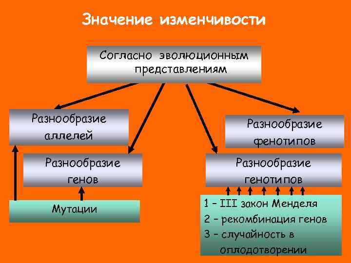Значение изменчивости Согласно эволюционным представлениям Разнообразие аллелей Разнообразие генов Мутации Разнообразие фенотипов Разнообразие генотипов