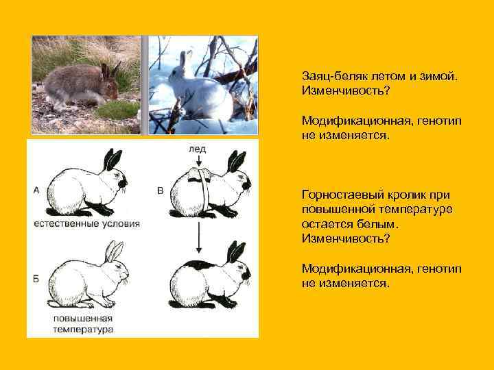 Заяц-беляк летом и зимой. Изменчивость? Модификационная, генотип не изменяется. Горностаевый кролик при повышенной температуре