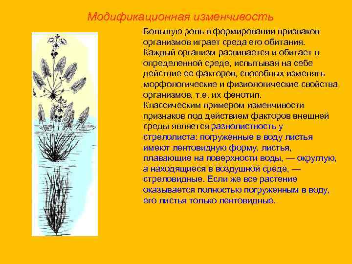 Модификационная изменчивость Большую роль в формировании признаков организмов играет среда его обитания. Каждый организм