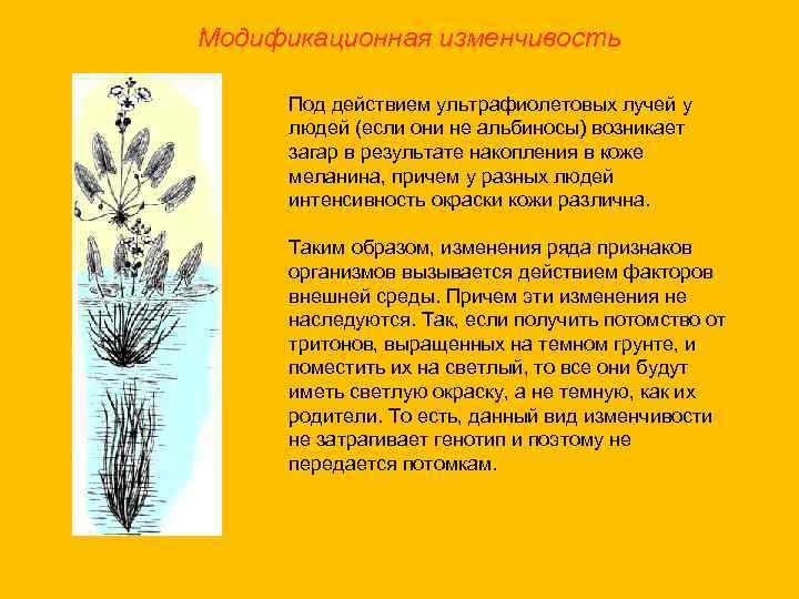 Модификационная изменчивость Под действием ультрафиолетовых лучей у людей (если они не альбиносы) возникает загар