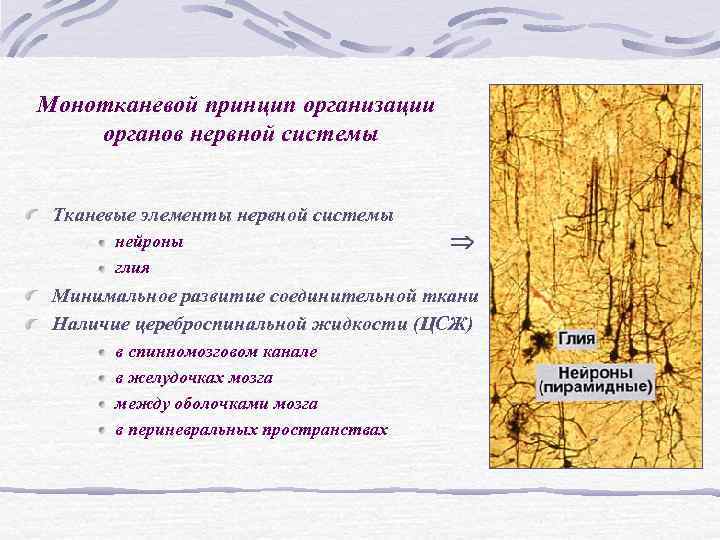 Монотканевой принцип организации органов нервной системы Тканевые элементы нервной системы нейроны Монотканевой принцип организации органов нервной системы Тканевые элементы нервной системы нейроны
