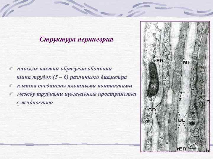 Структура периневрия плоские клетки образуют оболочки типа трубок (5 – 6) Структура периневрия плоские клетки образуют оболочки типа трубок (5 – 6)