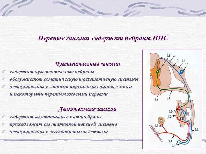 Нервные ганглии содержат нейроны ПНС Чувствительные ганглии содержат Нервные ганглии содержат нейроны ПНС Чувствительные ганглии содержат