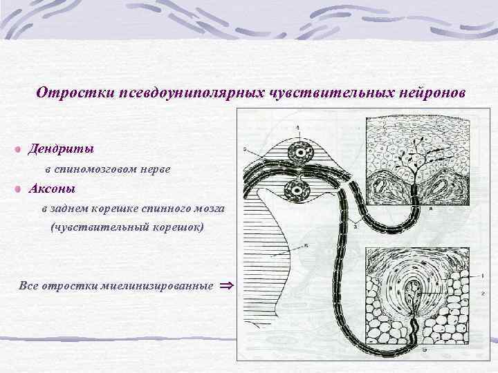 Отростки псевдоуниполярных чувствительных нейронов Дендриты в спиномозговом нерве Аксоны в Отростки псевдоуниполярных чувствительных нейронов Дендриты в спиномозговом нерве Аксоны в