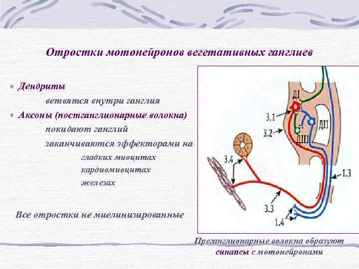 Отростки мотонейронов вегетативных ганглиев Дендриты ветвятся внутри ганглия Аксоны (постганглионарные волокна) покидают ганглий Отростки мотонейронов вегетативных ганглиев Дендриты ветвятся внутри ганглия Аксоны (постганглионарные волокна) покидают ганглий