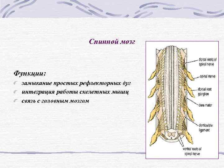 Спинной мозг Функции: замыкание простых рефлекторных дуг Спинной мозг Функции: замыкание простых рефлекторных дуг