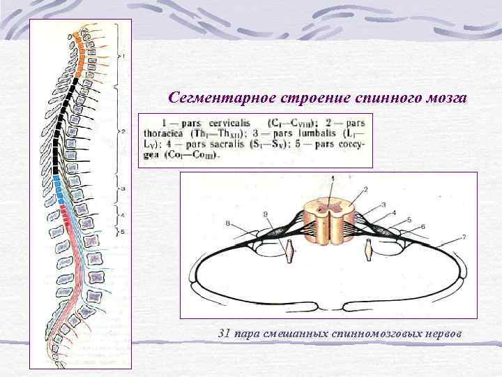 Сегментарное строение спинного мозга 31 пара смешанных спинномозговых нервов Сегментарное строение спинного мозга 31 пара смешанных спинномозговых нервов