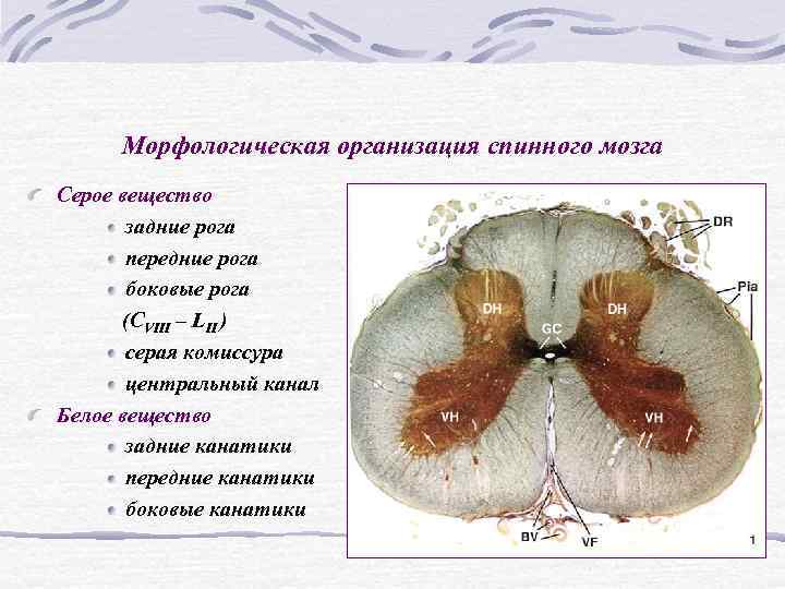 Рассмотрите рисунок 77 найдите спинномозговой канал центральный