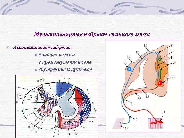 Ассоциативные нейроны спинного мозга