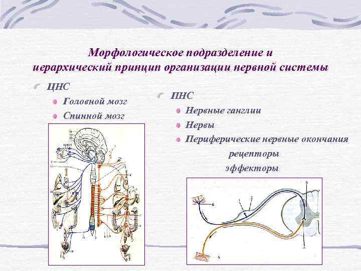 Морфологическое подразделение и иерархический принцип организации нервной системы ЦНС Морфологическое подразделение и иерархический принцип организации нервной системы ЦНС
