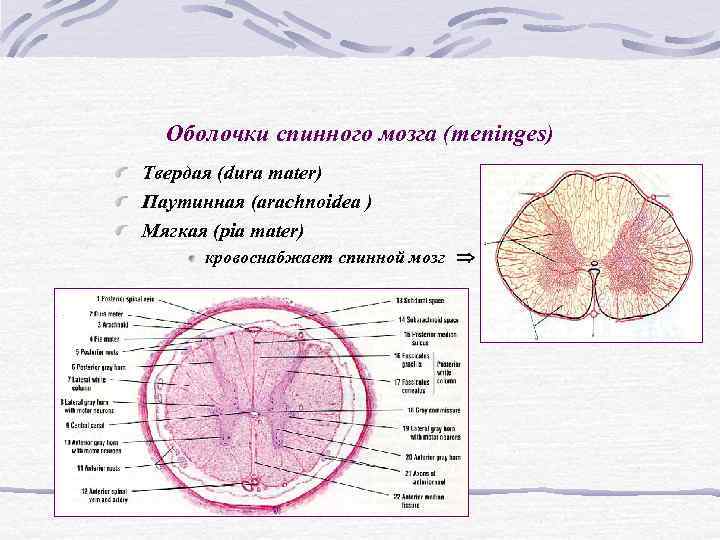 Оболочки спинного мозга (meninges) Твердая (dura mater) Паутинная (arachnoidea ) Мягкая (pia mater) Оболочки спинного мозга (meninges) Твердая (dura mater) Паутинная (arachnoidea ) Мягкая (pia mater)