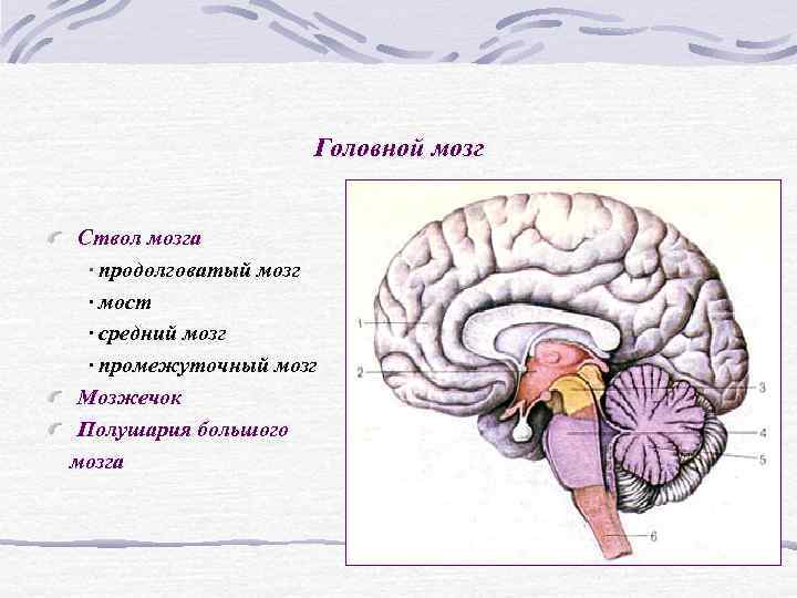 Какие отделы мозга входят в состав ствола. Головной мозг продолговатый мозг. Промежуточный мозг мост продолговатый средний. Головной мозг: ствол мозга и промежуточный мозг. Мост и средний мозг мозга.