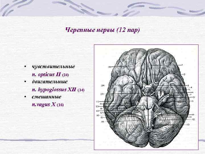 Черепные нервы (12 пар) • чувствительные n. opticus II Черепные нервы (12 пар) • чувствительные n. opticus II