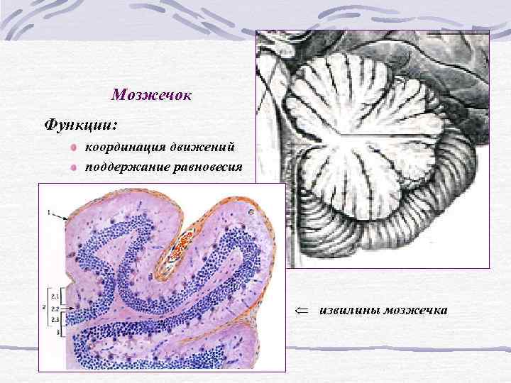 Мозжечок Функции: координация движений поддержание равновесия Мозжечок Функции: координация движений поддержание равновесия