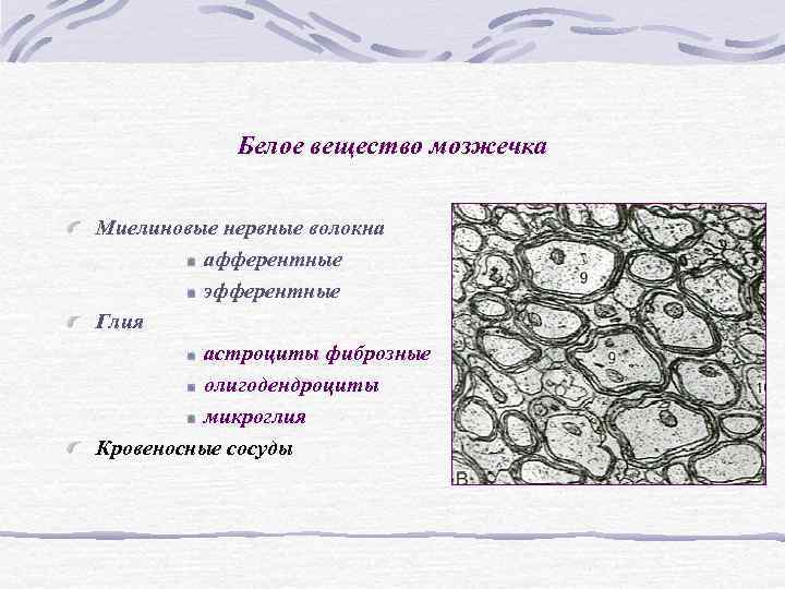Белое вещество мозжечка Миелиновые нервные волокна афферентные Белое вещество мозжечка Миелиновые нервные волокна афферентные