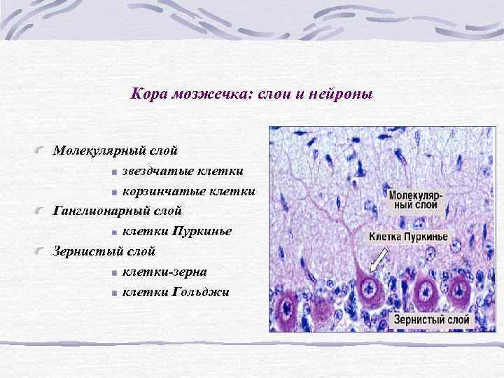 Кора мозжечка: слои и нейроны Молекулярный слой звездчатые клетки Кора мозжечка: слои и нейроны Молекулярный слой звездчатые клетки