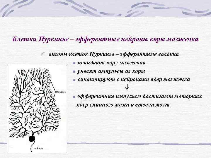 Клетки Пуркинье – эфферентные нейроны коры мозжечка аксоны клеток Пуркинье – эфферентные волокна Клетки Пуркинье – эфферентные нейроны коры мозжечка аксоны клеток Пуркинье – эфферентные волокна