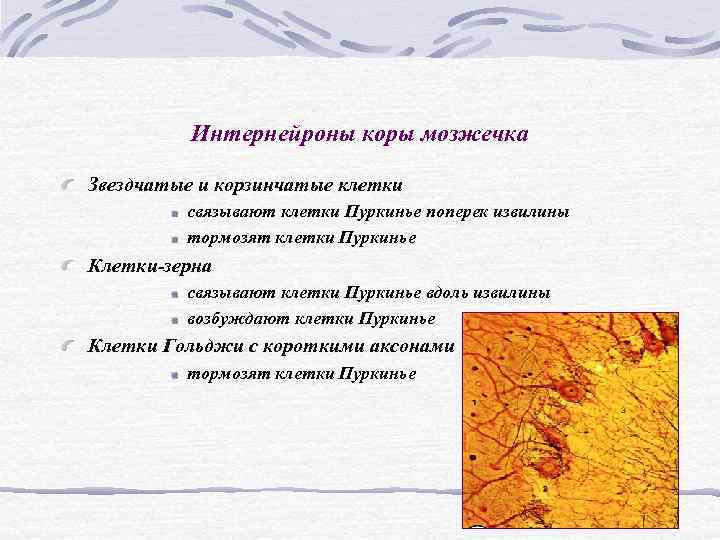 Интернейроны коры мозжечка Звездчатые и корзинчатые клетки связывают клетки Интернейроны коры мозжечка Звездчатые и корзинчатые клетки связывают клетки