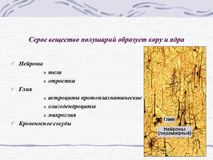 Серое вещество полушарий образует кору и ядра Нейроны тела Серое вещество полушарий образует кору и ядра Нейроны тела