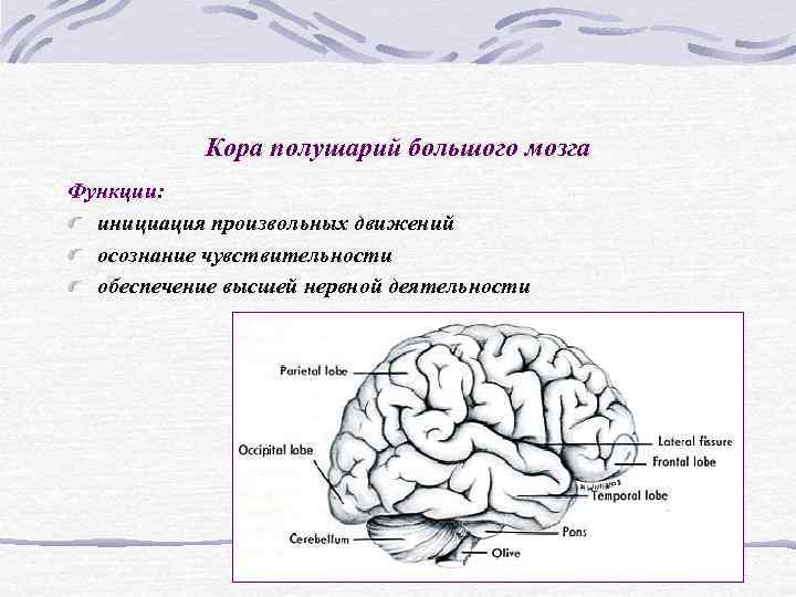 Какие функции выполняет полушарие большого мозга. Рефлексы больших полушарий головного мозга. Большие полушария головного мозга рефлексы. Функции коры большого мозга. Рефлексы коры больших полушарий.