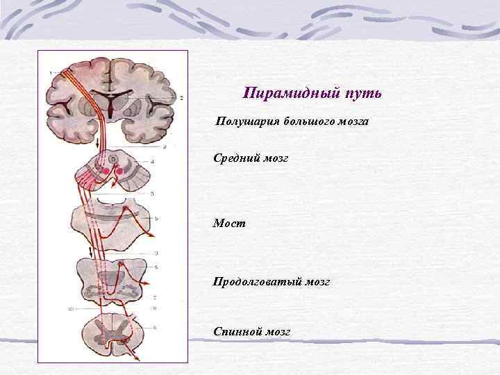 Пирамидные пути анатомия