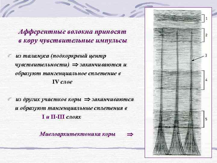 Афферентные волокна приносят в кору чувствительные импульсы из таламуса (подкоркрвый центр чувствительности) Афферентные волокна приносят в кору чувствительные импульсы из таламуса (подкоркрвый центр чувствительности)