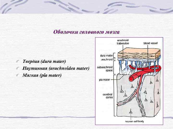 Оболочки головного мозга Твердая (dura mater) Паутинная (arachnoidea mater) Мягкая (pia Оболочки головного мозга Твердая (dura mater) Паутинная (arachnoidea mater) Мягкая (pia