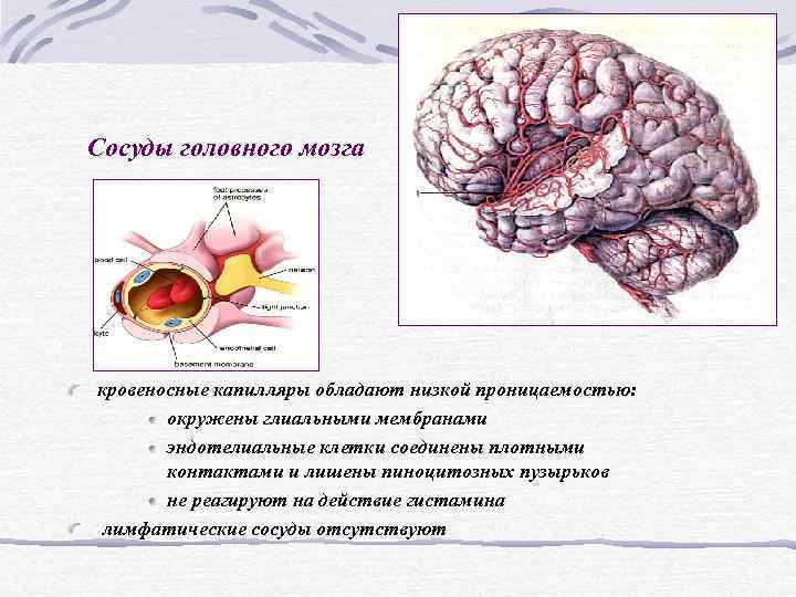 Сосуды головного мозга кровеносные капилляры обладают низкой проницаемостью: окружены глиальными мембранами Сосуды головного мозга кровеносные капилляры обладают низкой проницаемостью: окружены глиальными мембранами