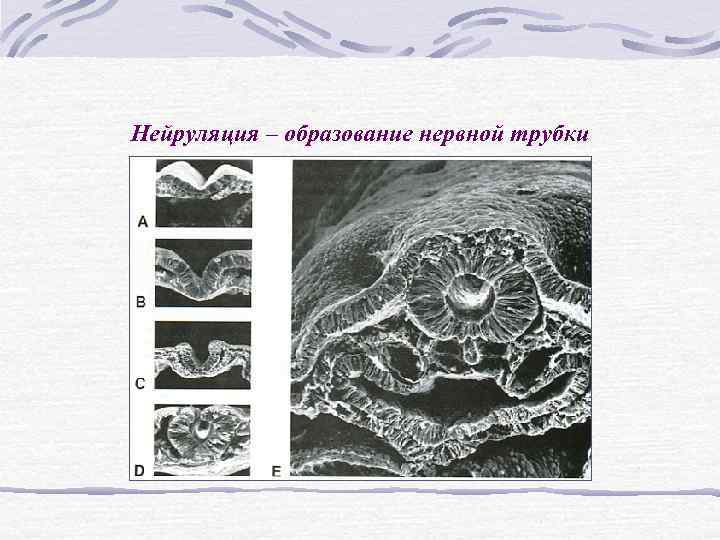 Нейруляция – образование нервной трубки Нейруляция – образование нервной трубки