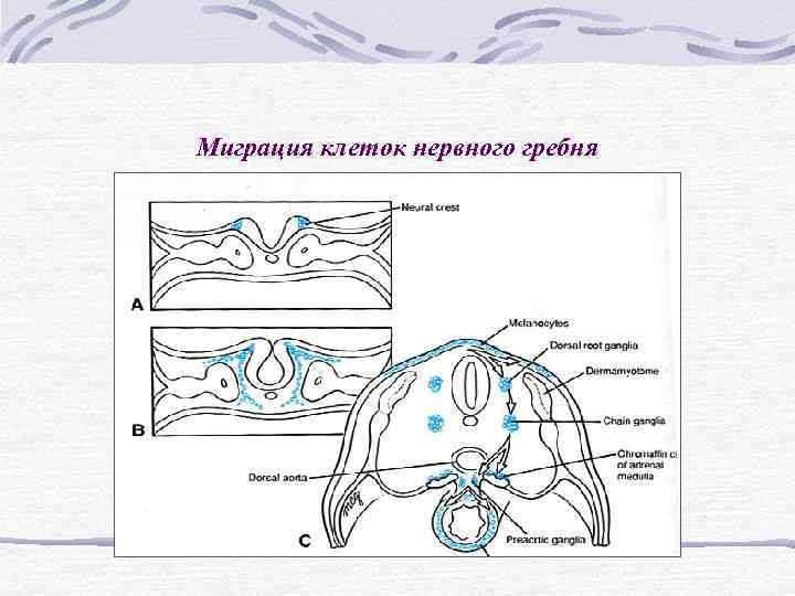 Миграция клеток нервного гребня схема