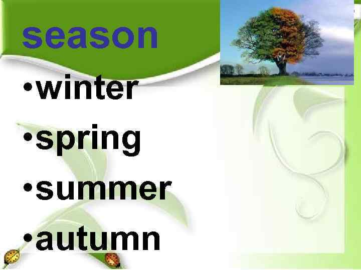 season • winter • spring • summer • autumn 