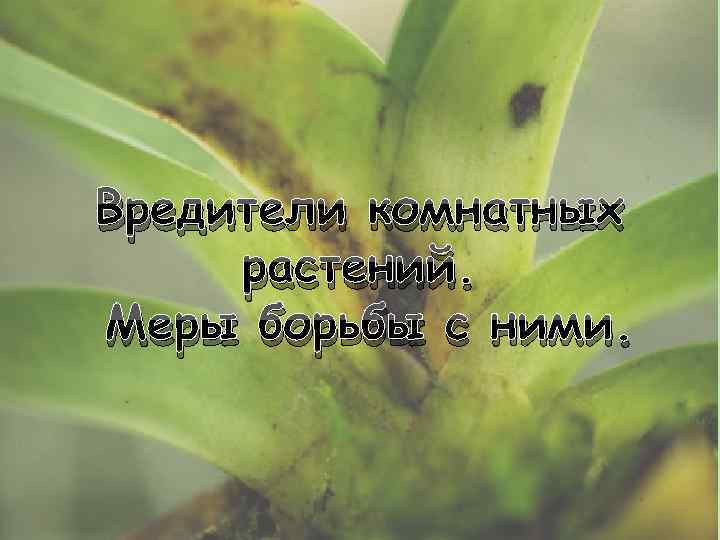 Вредители комнатных растений. Меры борьбы с ними. 