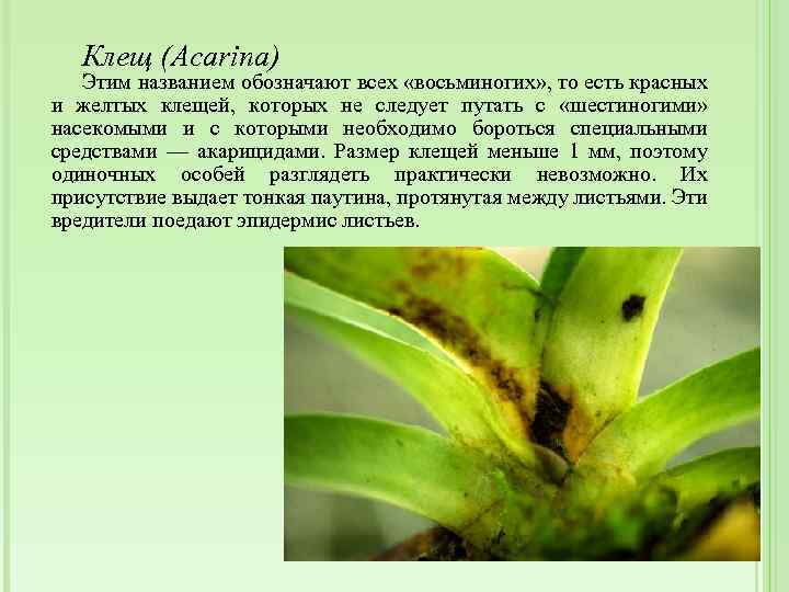 Клещ (Acarina) Этим названием обозначают всех «восьминогих» , то есть красных и желтых клещей,