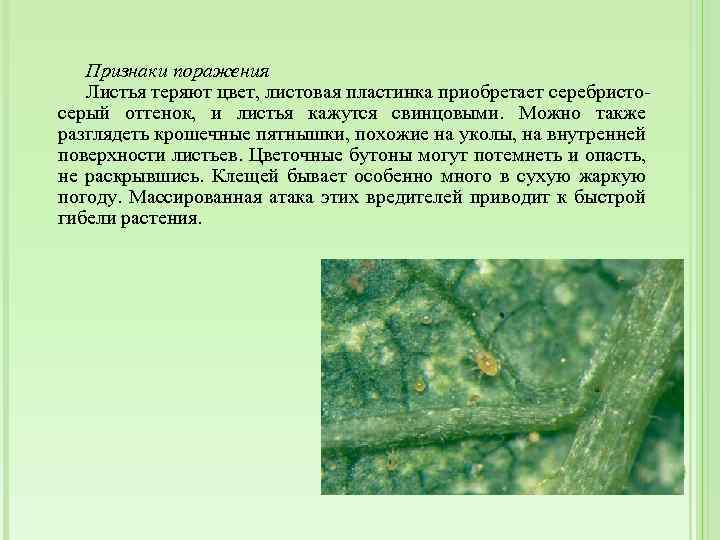 Признаки поражения Листья теряют цвет, листовая пластинка приобретает серебристосерый оттенок, и листья кажутся свинцовыми.