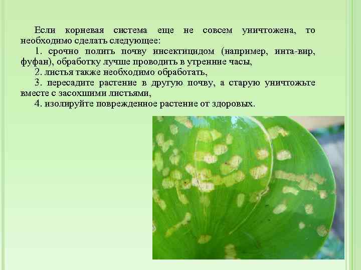 Если корневая система еще не совсем уничтожена, то необходимо сделать следующее: 1. срочно полить