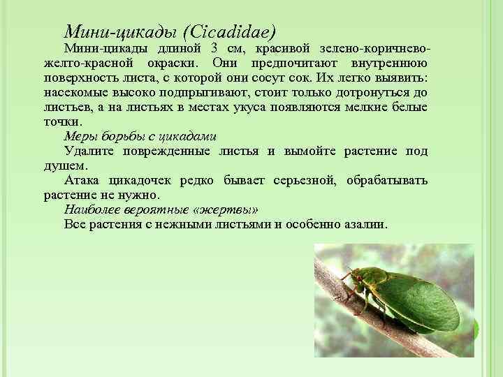 Мини-цикады (Cicadidae) Мини-цикады длиной 3 см, красивой зелено-коричневожелто-красной окраски. Они предпочитают внутреннюю поверхность листа,