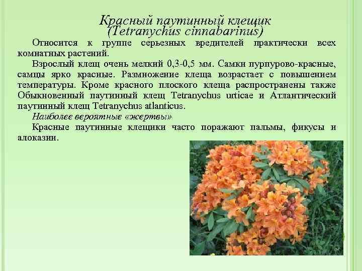 Красный паутинный клещик (Tetranychus cinnabarinus) Относится к группе серьезных вредителей практически всех комнатных растений.