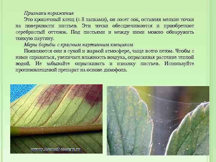 Признаки поражения Это крошечный клещ (с 8 лапками), он сосет сок, оставляя мелкие точки