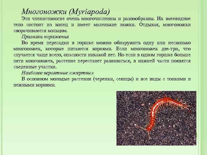 Многоножки (Myriapoda) Эти членистоногие очень многочисленны и разнообразны. Их змеевидное тело состоит из колец