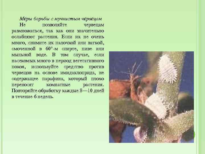 Меры борьбы с мучнистым червецом Не позволяйте червецам размножаться, так как они значительно ослабляют