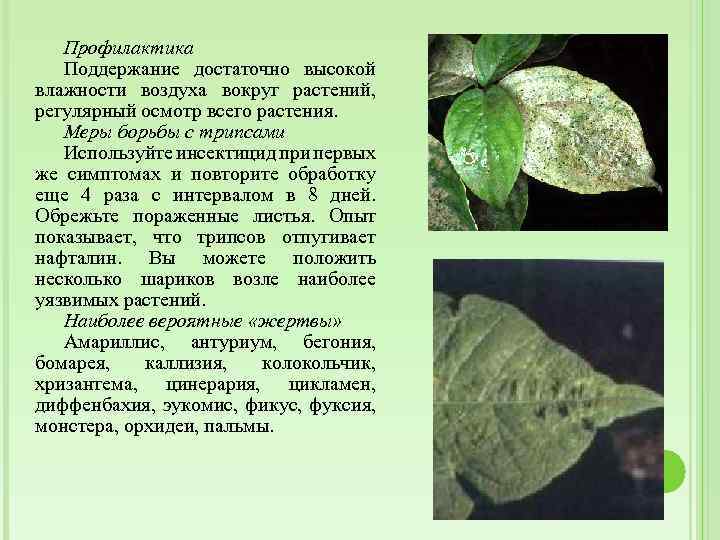 Профилактика Поддержание достаточно высокой влажности воздуха вокруг растений, регулярный осмотр всего растения. Меры борьбы