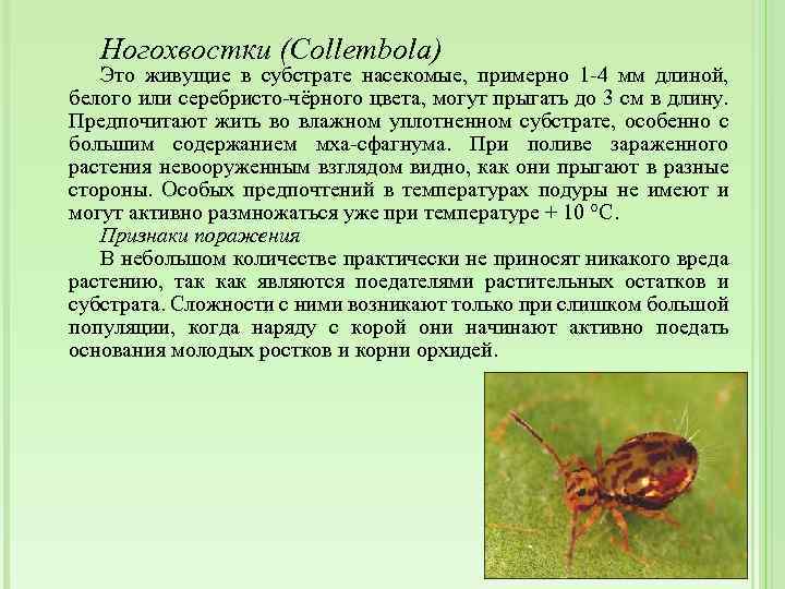 Ногохвостки (Collembola) Это живущие в субстрате насекомые, примерно 1 -4 мм длиной, белого или