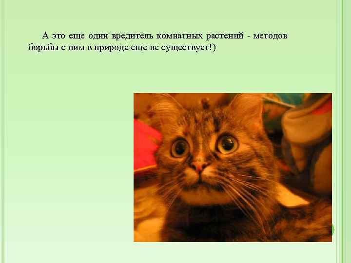 А это еще один вредитель комнатных растений - методов борьбы с ним в природе