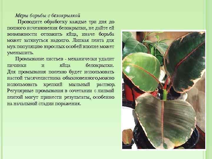 Меры борьбы с белокрылкой Проводите обработку каждые три дня до полного исчезновения белокрылки, не