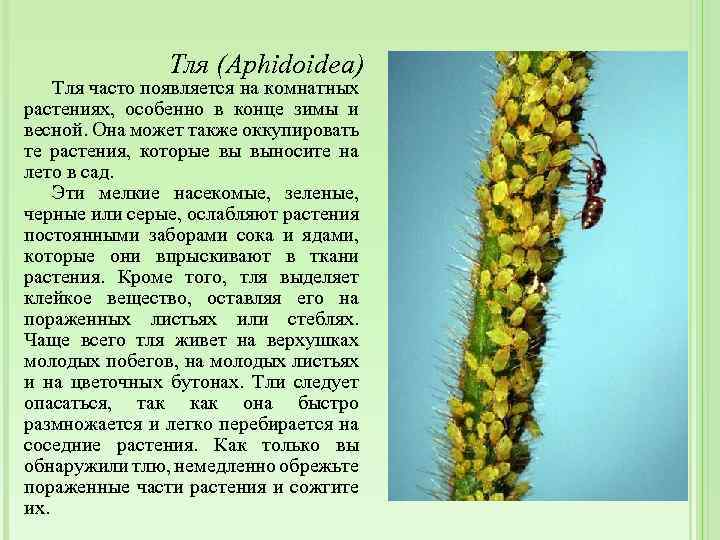 Тля (Aphidoidea) Тля часто появляется на комнатных растениях, особенно в конце зимы и весной.