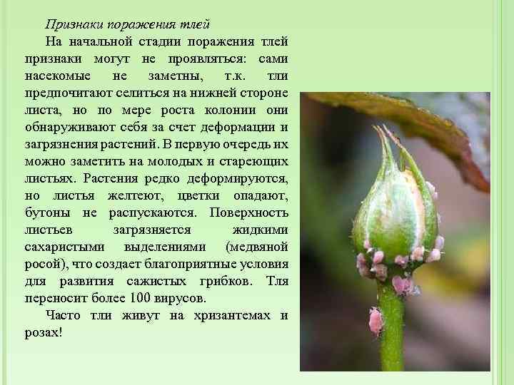 Признаки поражения тлей На начальной стадии поражения тлей признаки могут не проявляться: сами насекомые