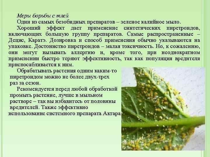 Меры борьбы с тлей Один из самых безобидных препаратов – зеленое калийное мыло. Хороший