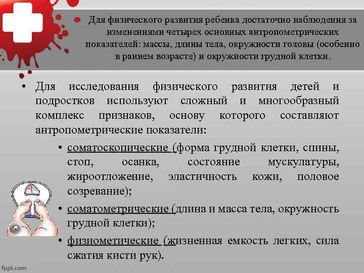    Существует три фазы   процесса физического    развития: