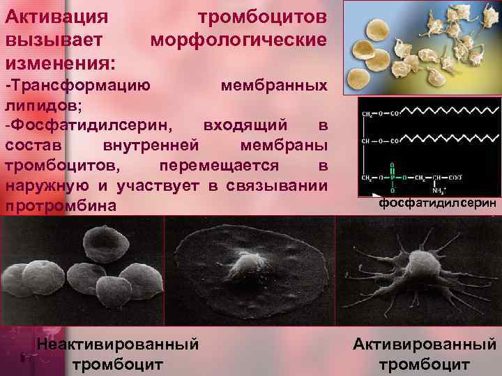 Активация вызывает изменения: тромбоцитов морфологические -Трансформацию мембранных липидов; -Фосфатидилсерин, входящий в состав внутренней мембраны