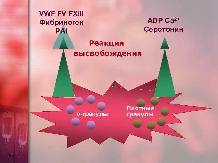 VWF FV FXIII Фибриноген PAI ADP Са 2+ Серотонин Реакция высвобождения α-гранулы Плотные гранулы